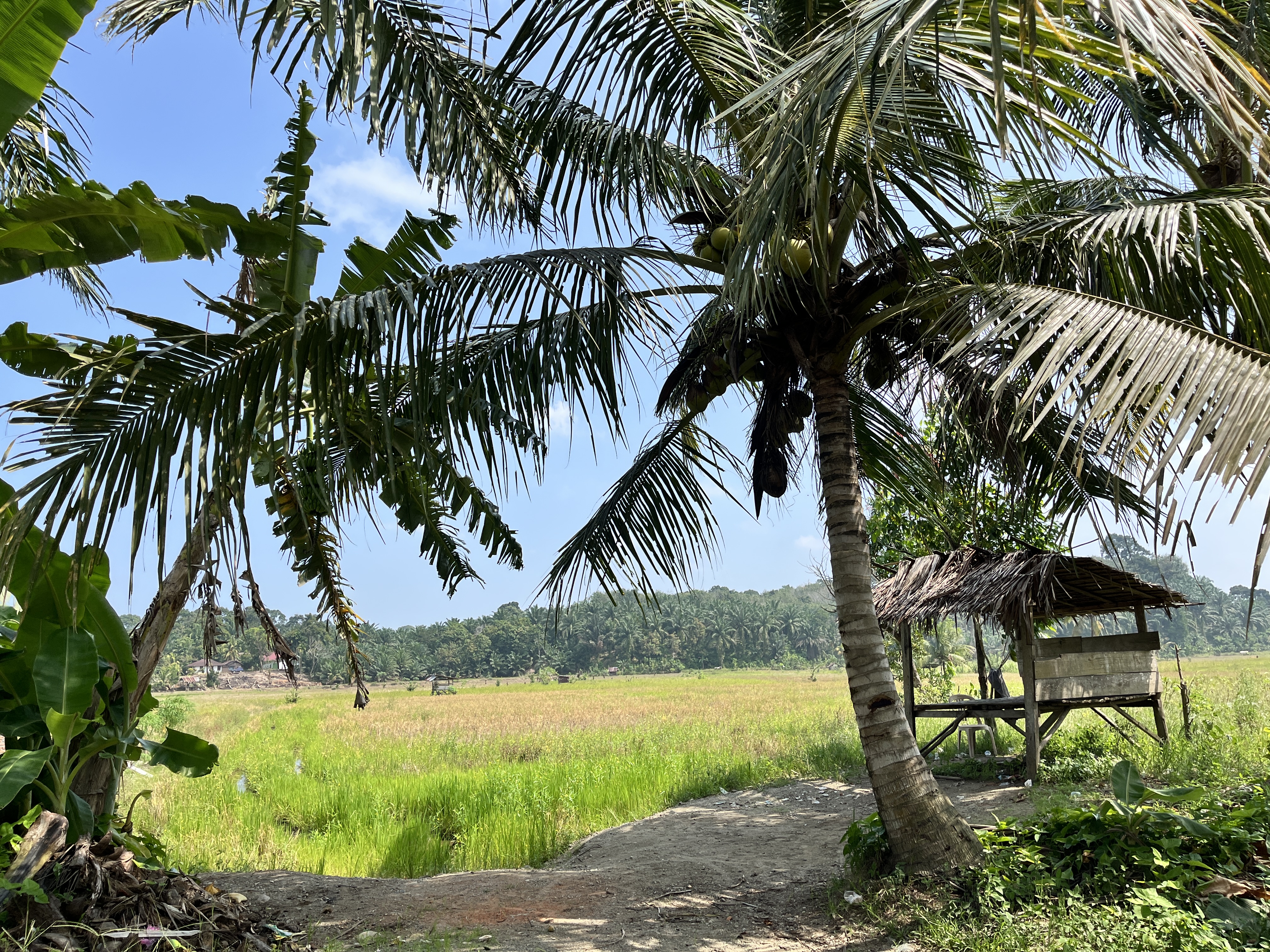 Persawahan Desa Maras