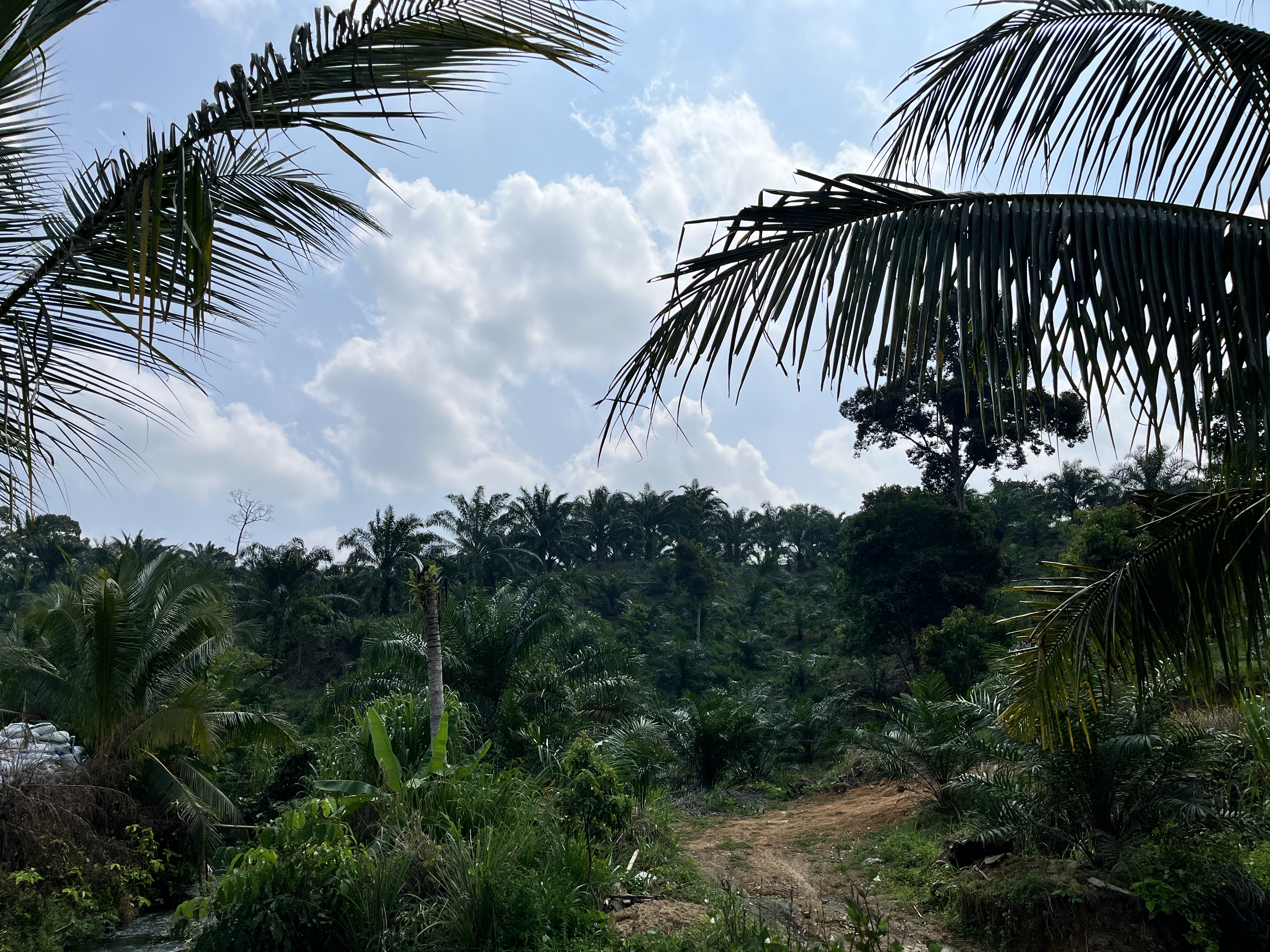 Perkebunan Kelapa Sawit
